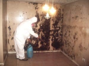 Black-mold